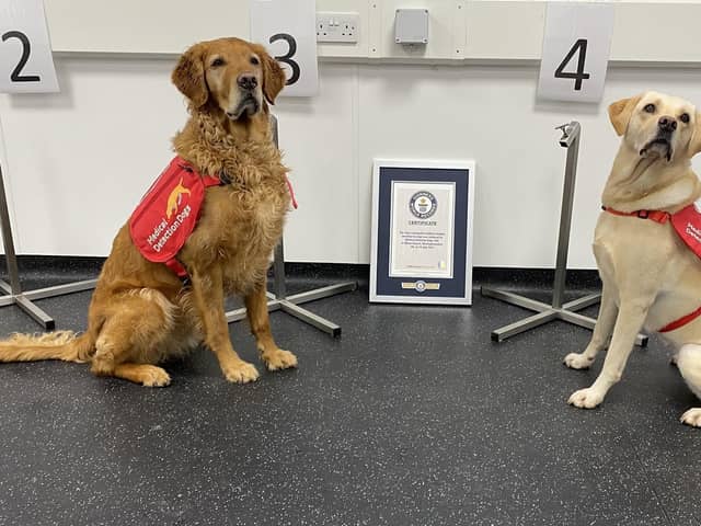 Two of the record-breaking Medical Detection Dogs