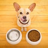 'Danger list' published to help dog owners - credit Bone Idol Academy/ Animal News Agency 