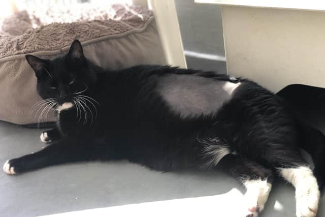 Dragonfly has been on a strict diet to help her try and shed some pounds. She can often be found curled up on her scratching post or sunbathing in the sunshine, and enjoys being brushed and having some fuss.