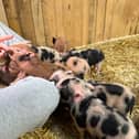 The tiny piglets got to meet farm staff under the watchful eye of their mum Jilly - Animal News Agency