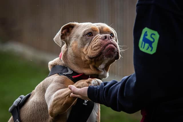 Kali is an affectionate four-year-old crossbreed who came into RSPCA after being kept in poor conditions.