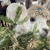 Alpacas dine on donated Christmas trees