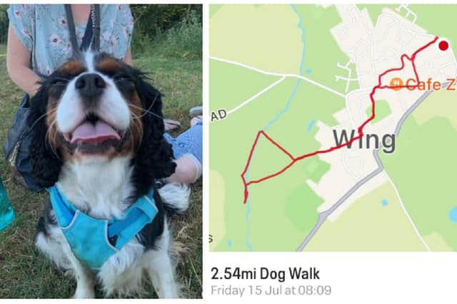 Maisie, and right, one of the routes walked by Megan, Jess and their canines. Images: Megan Dean.