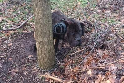 Woody was tethered to a tree