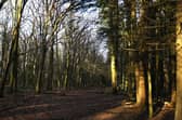 Conifers on the right will be removed to make way for native plating (left) as part of restoration and conservation efforts at Ashridge. Credit: Will Durrant/LDRS
