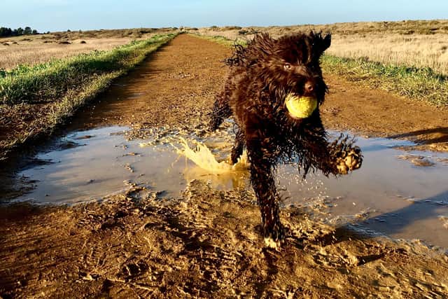 Shelina Duke says the popular cockapoo is often misunderstood - Animal News Agency