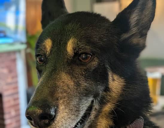 A recent picture of a healthy Rex