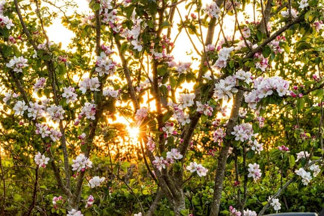 Blossom at Stowe. Picture: David Humphries