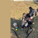 Playful crossbreed, Charlie, arrived at the Buckinghamshire centre back in May and has been waiting for a home since early June.