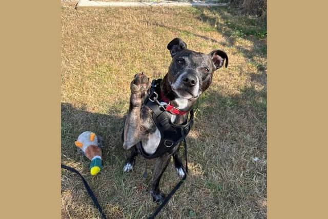 Playful crossbreed, Charlie, arrived at the Buckinghamshire centre back in May and has been waiting for a home since early June.