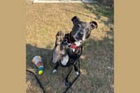 Playful crossbreed, Charlie, arrived at the Buckinghamshire centre back in May and has been waiting for a home since early June.