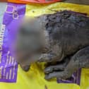 A blurred photo of the dog recovered from the river on Tuesday
