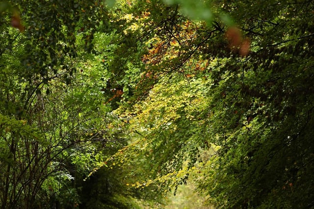Wendover Woods remains one of the most popular Aylesbury Vale tourist sites especially at summer time. With its picturesque barbeque spots and varied walking trails. (Photo by Oli Scarff/Getty Images)