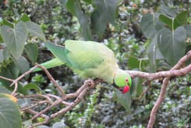 Ring-necked parakeet spotted in a Bedgrove garden