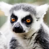 This Ring Tailed Lemur was just one of the animals getting weighed
