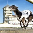 Hello Hammond in action at Towcester in May (Picture: Steve Nash)