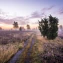 The vast Lüneberg Heath is alive with the mauve of heather at this time of year (photo: Markus Tiemann/German National Tourist Board)