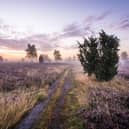 The vast Lüneberg Heath is alive with the mauve of heather at this time of year (photo: Markus Tiemann/German National Tourist Board)