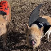 Two little pigs at Kew Little Pigs 