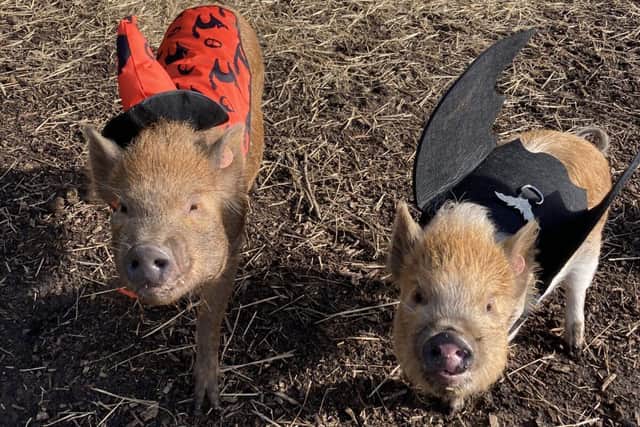 Two little pigs at Kew Little Pigs