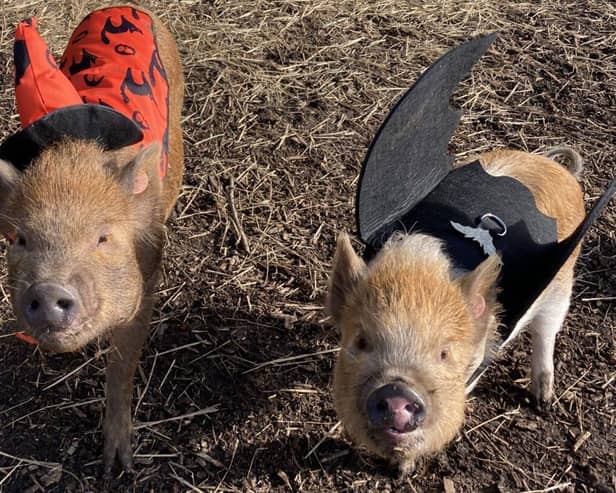 Two little pigs at Kew Little Pigs 