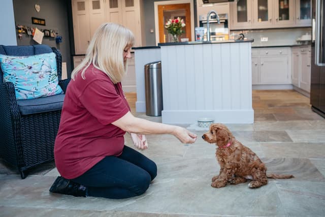 Puppy power comes to Buckingham as hearing dog charity expands puppy training programme and seeks local volunteers