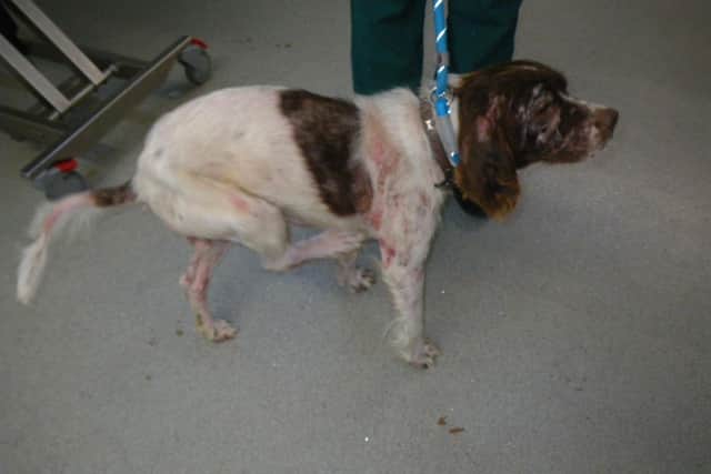 An animal recovered by the RSPCA