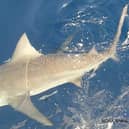 Bull sharks are among the species most dangerous to humans. Image: SEFSC Pascagoula Laboratory/ Brandi Noble collection