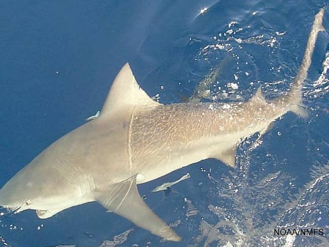 Bull sharks are among the species most dangerous to humans. Image: SEFSC Pascagoula Laboratory/ Brandi Noble collection