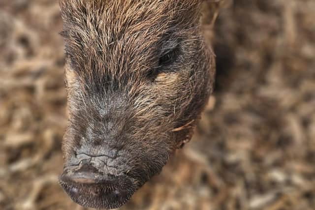 And now his son Pluto is following in his footsteps, with his first litter of piglets due soon - Animal News Agency