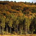 Wendover Woods (Photo by Oli Scarff/Getty Images)