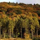 Wendover Woods (Photo by Oli Scarff/Getty Images)