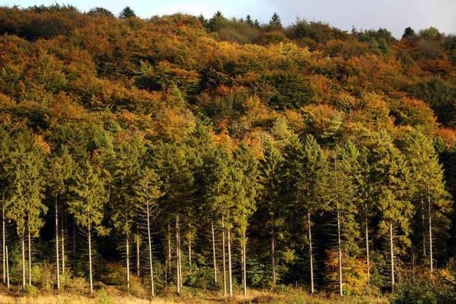 Wendover Woods (Photo by Oli Scarff/Getty Images)