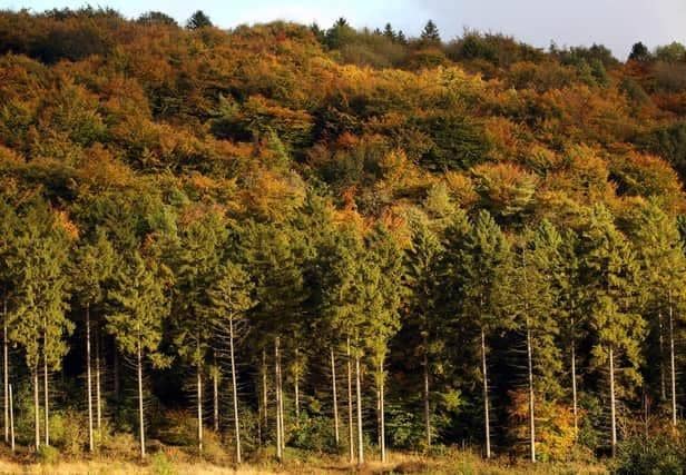 Wendover Woods (Photo by Oli Scarff/Getty Images)