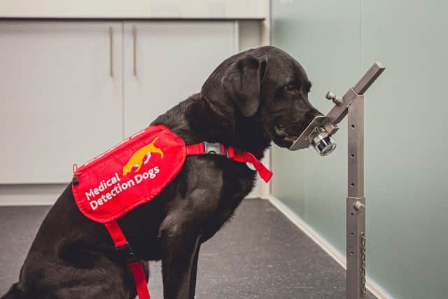 Cancer detection dog, Marlow