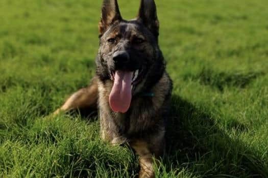 Athena, who was cared for by the RSPCA Blackberry Farm Animal Centre, in Aylesbury, had a leg amputated due to a severe infection after she was left living outdoors in poor conditions.