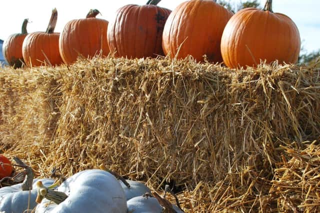 Pick your own pumpkins and squash direct from our growing field