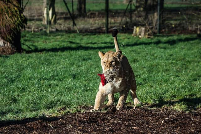 African Lion Waka, at Whipsnade Zoo, enjoying scent enrichment for Valentine's Day.