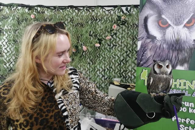 A student makes friends with Pigwidgeon the owl