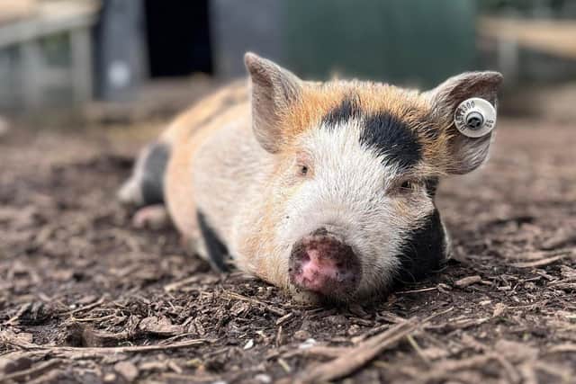Kew Little Pigs is hosting two fun days this summer - Animal News Agency