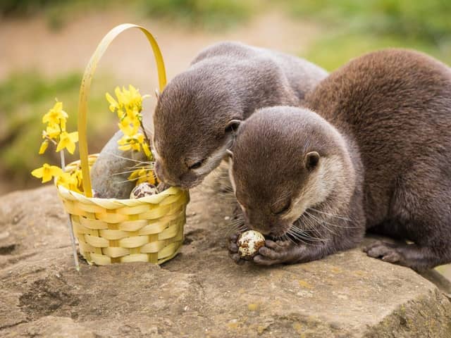Father and daughter duo Kuvo and Meeko, the Asian short-clawed otters, enjoyed a feast of cooked quails eggs collected from a local supplier.