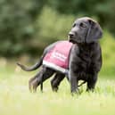 10% of opening night ticket sales will go towards training more hearing dog puppies like Kai.