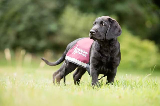 10% of opening night ticket sales will go towards training more hearing dog puppies like Kai.