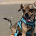 Evelyn on the beach - credit Animal News Agency 