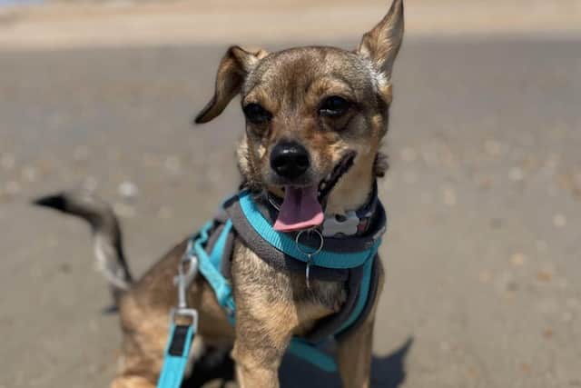 Evelyn on the beach - credit Animal News Agency