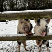 Snowy scenes at Kew Little Pigs in Amersham, Bucks - Animal News Agency