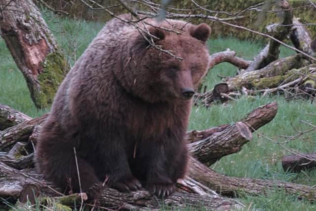 Brown Bear Cinderella emerges from den as she wakes up from torpor at Whipsnade Zoo.