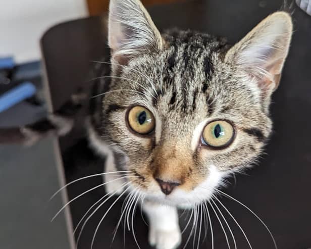 dumped Telford kitten