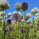 Budding photographer Zach takes the title of Overall winner for the 10+ category with his picture of chives.