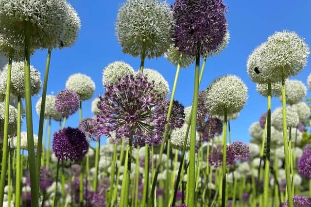 Budding photographer Zach takes the title of Overall winner for the 10+ category with his picture of chives.